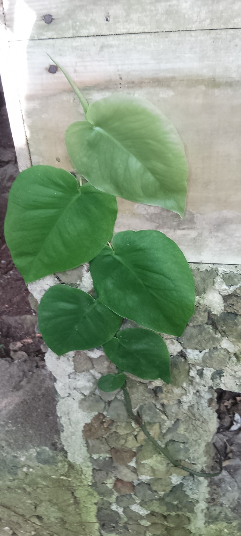 Monstera guzmanjacobiae photo 6