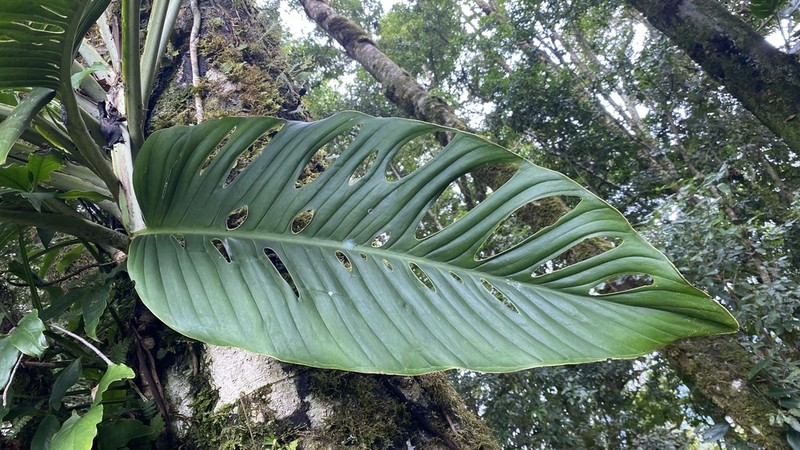 Monstera juliusii