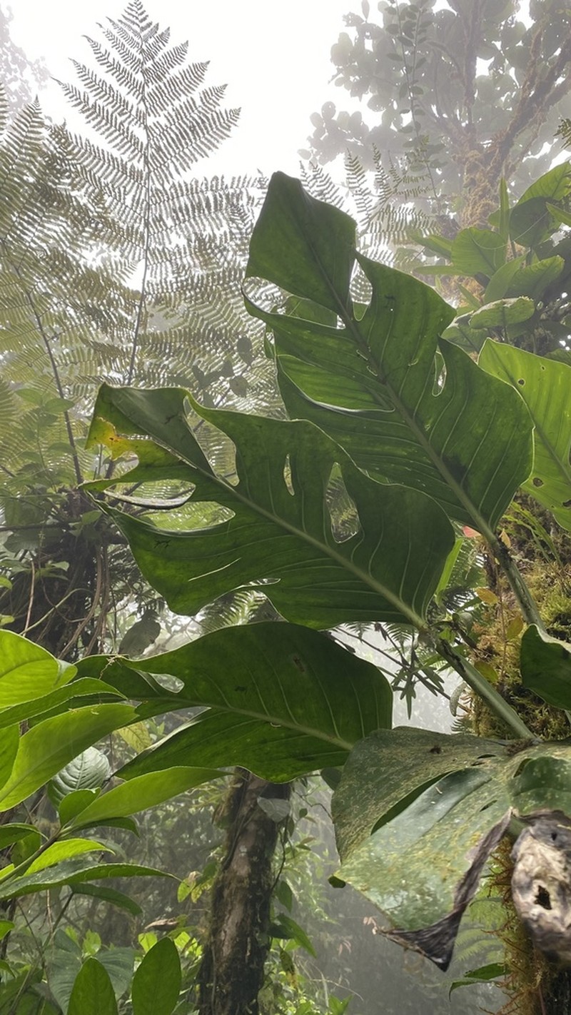 Monstera juliusii photo 2