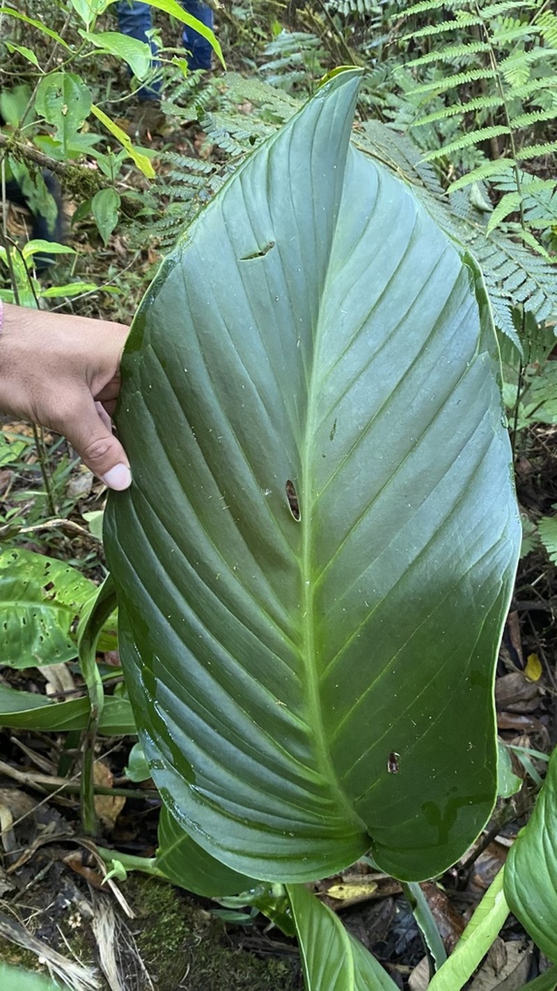 Monstera juliusii photo 4