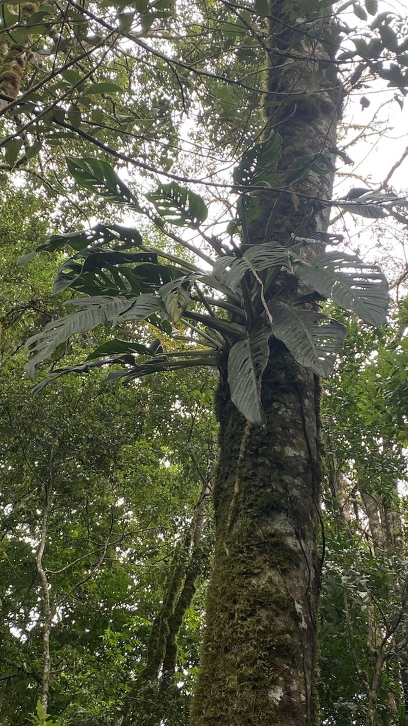 Monstera juliusii photo 5
