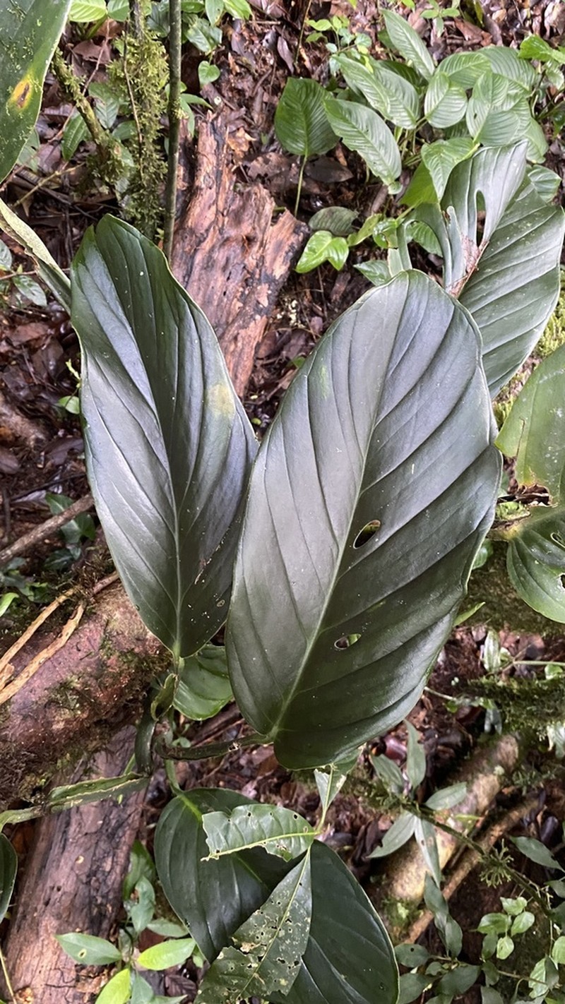 Monstera juliusii photo 6