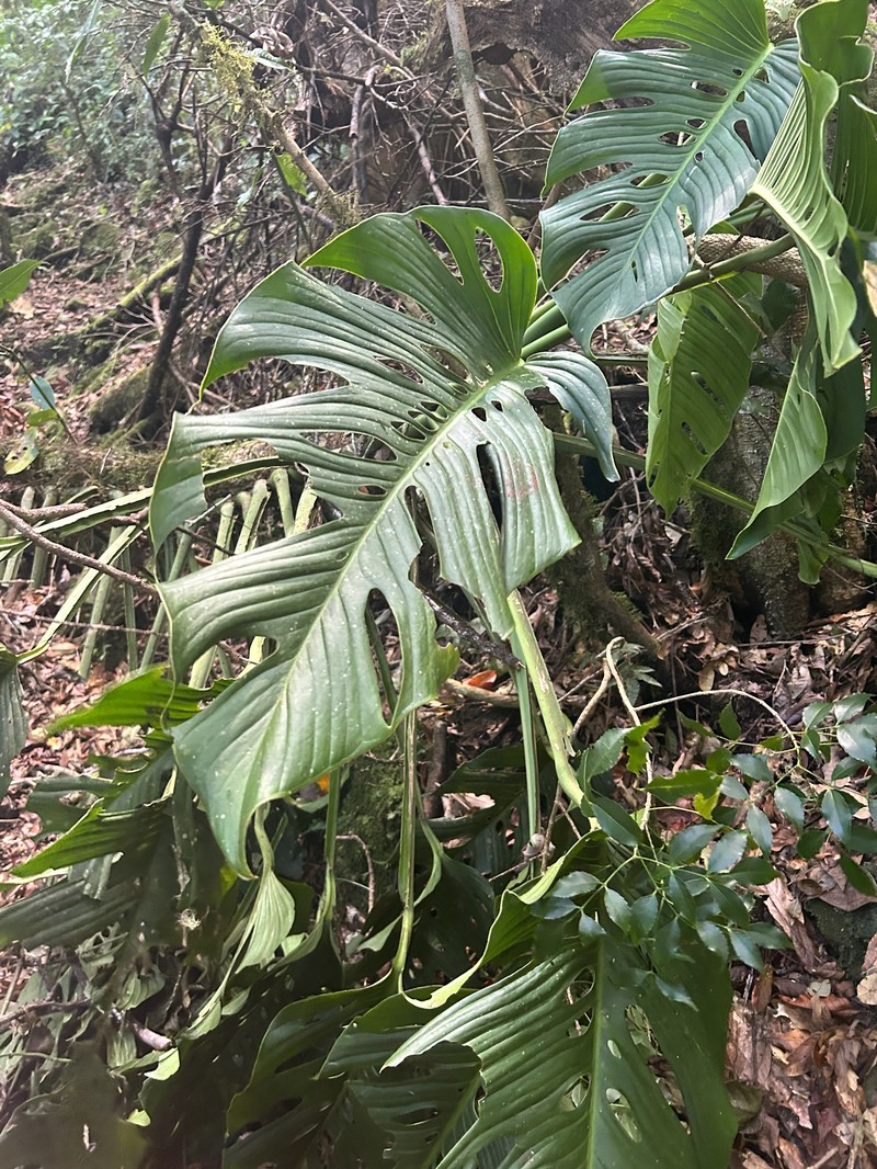 Monstera juliusii photo 7