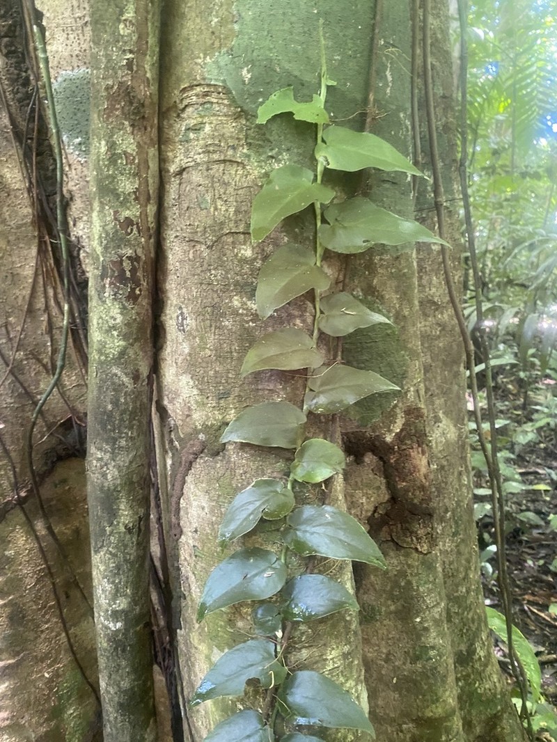 Monstera lamersiana