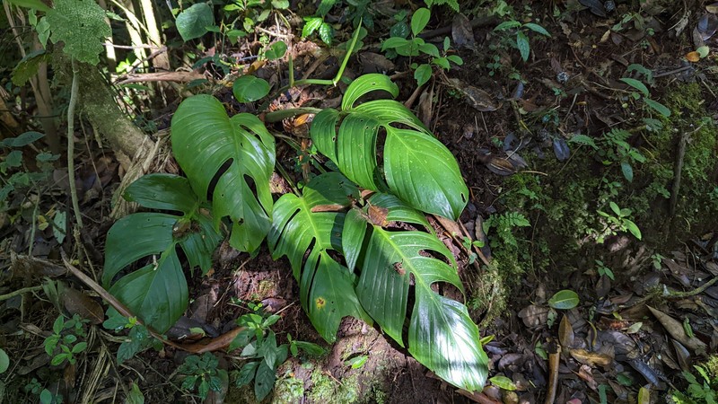 Monstera monteverdensis