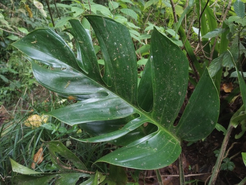 Monstera monteverdensis photo 2