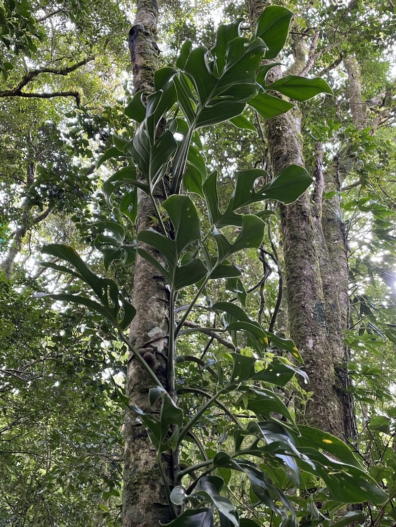 Monstera monteverdensis photo 3