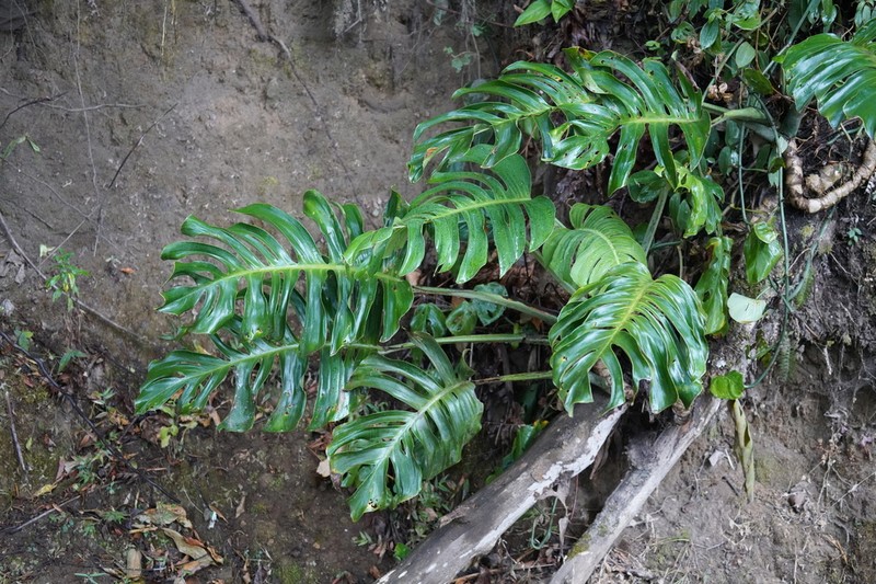 Monstera monteverdensis photo 4