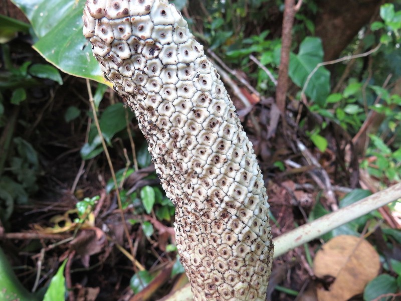 Monstera monteverdensis photo 5