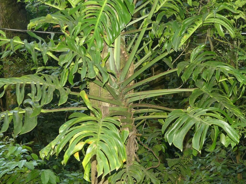 Monstera monteverdensis photo 6