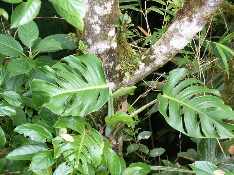 Monstera monteverdensis photo 7