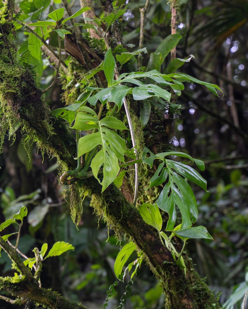 Monstera panamensis