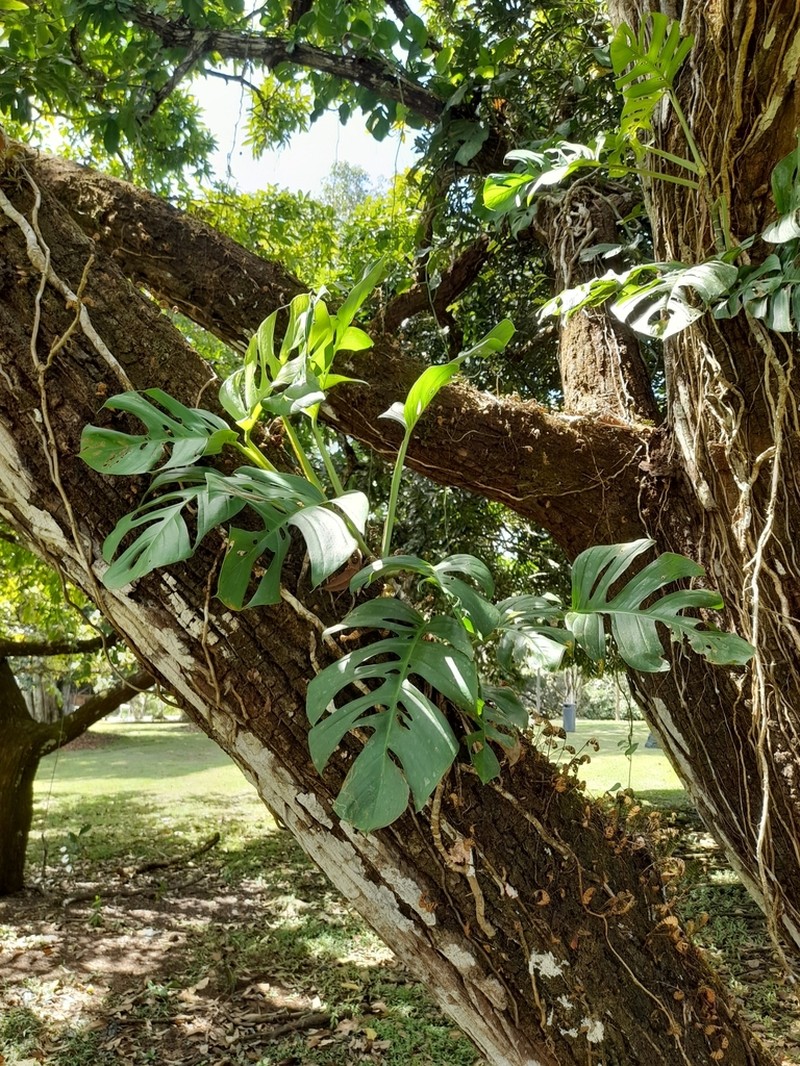 Monstera panamensis photo 2