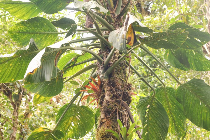 Monstera tablasensis
