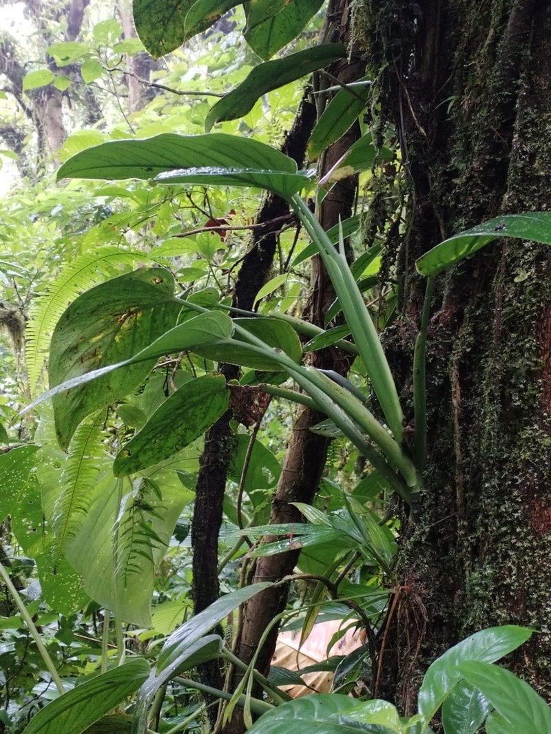 Monstera tablasensis photo 2