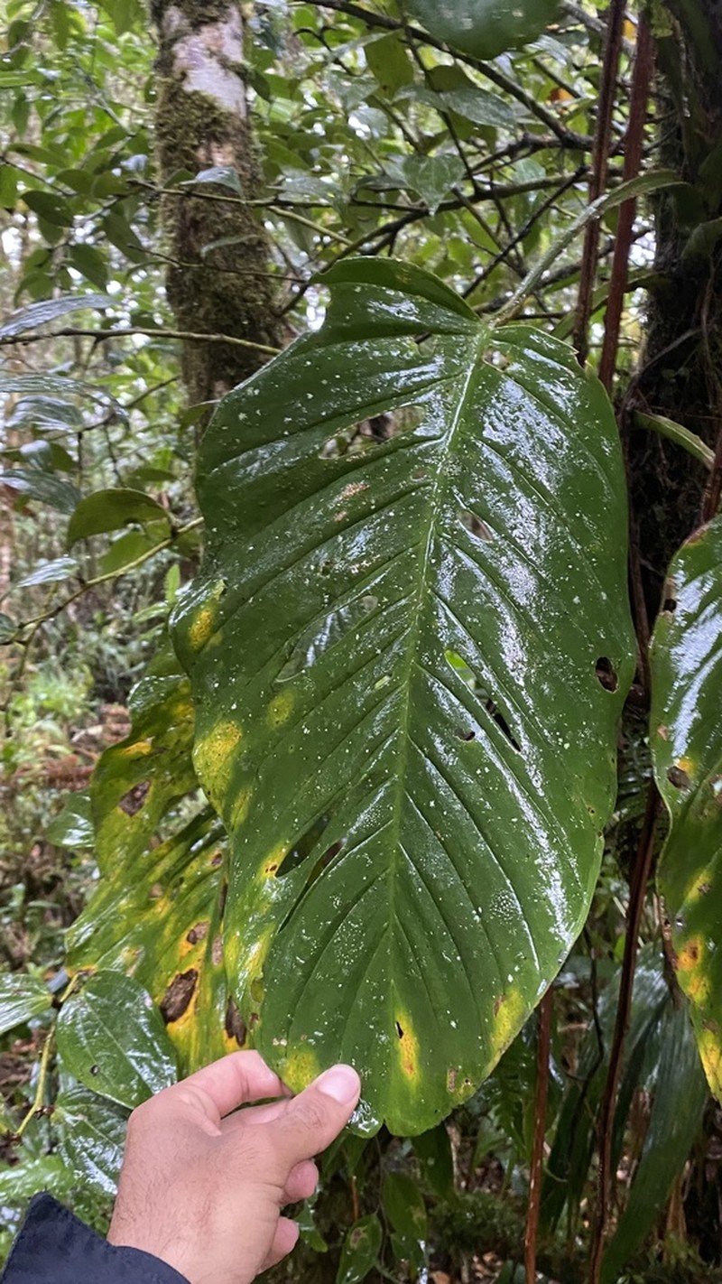 Monstera tablasensis photo 3