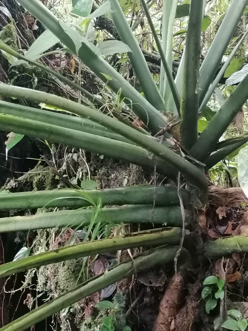 Monstera titanum photo 2