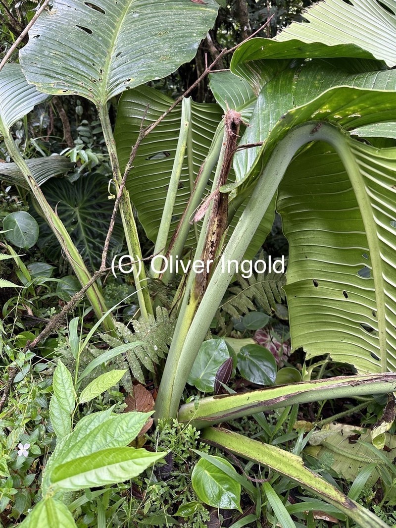 Monstera titanum photo 3