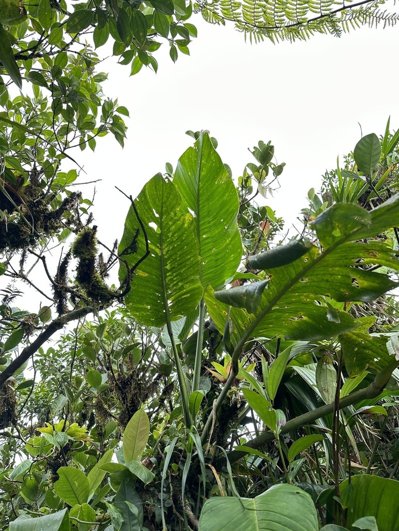 Monstera titanum photo 4