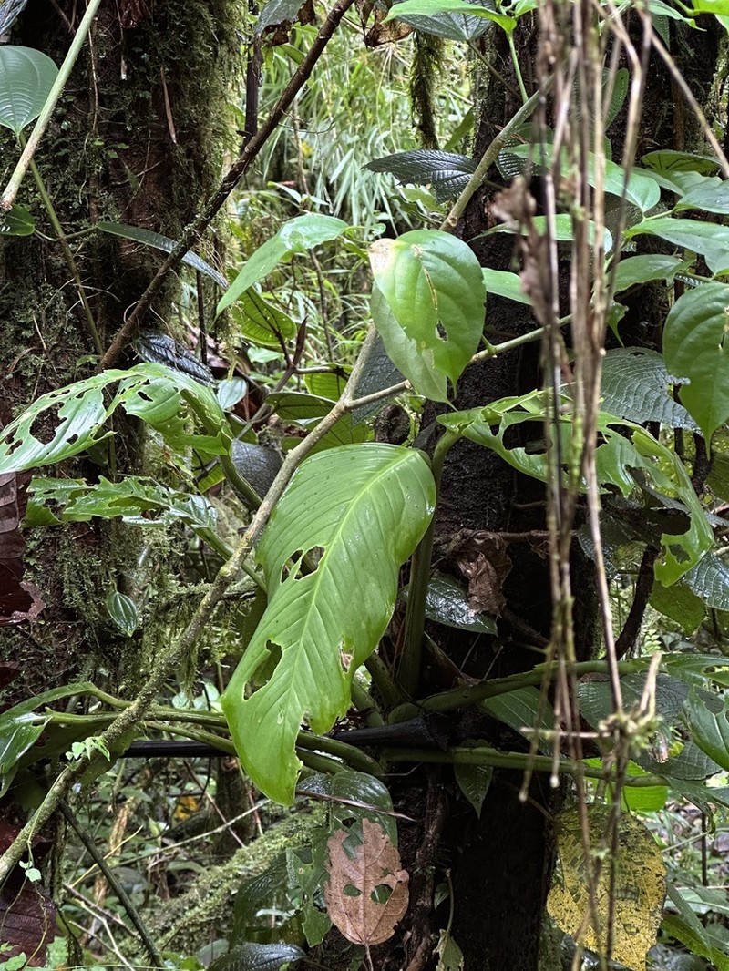 Monstera titanum photo 5