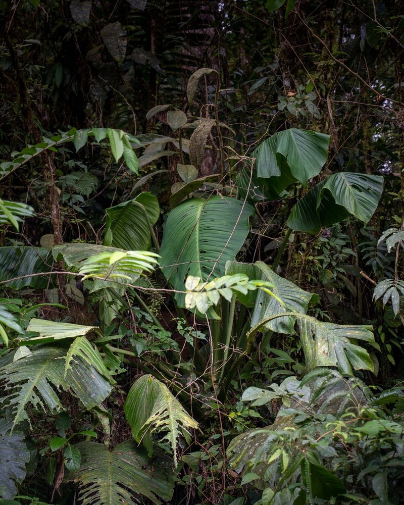 Monstera titanum photo 6