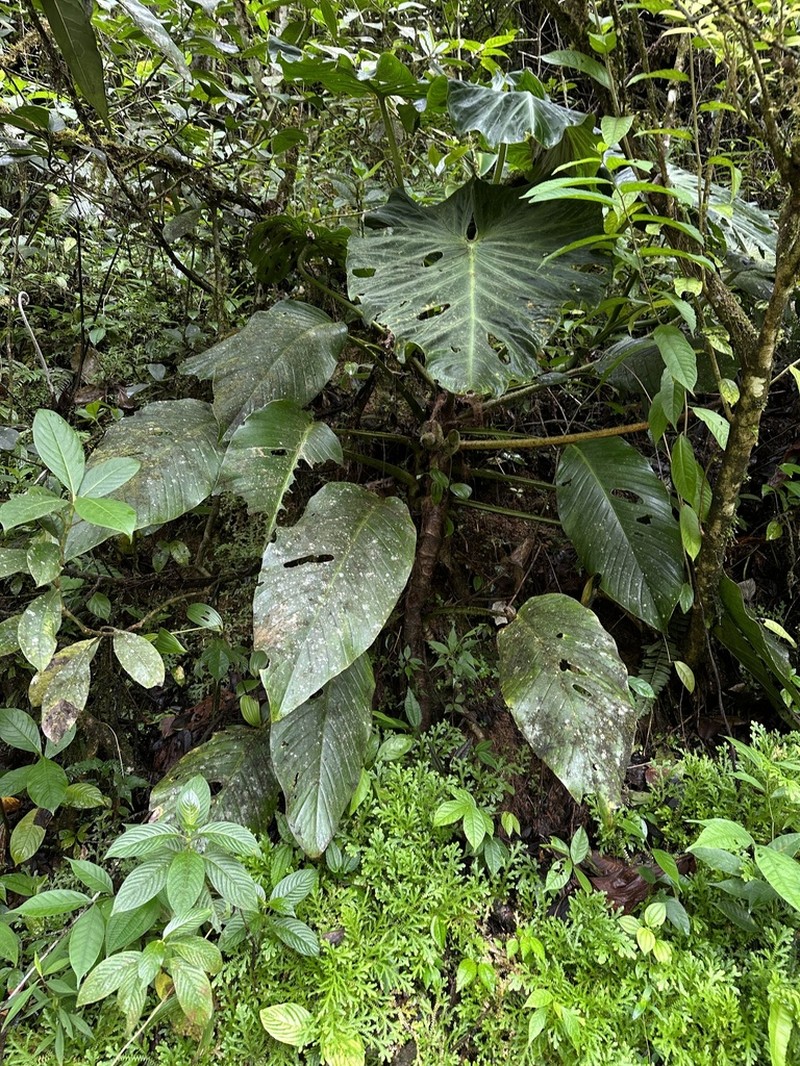 Monstera titanum photo 7