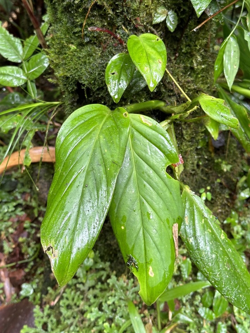 Monstera titanum photo 8