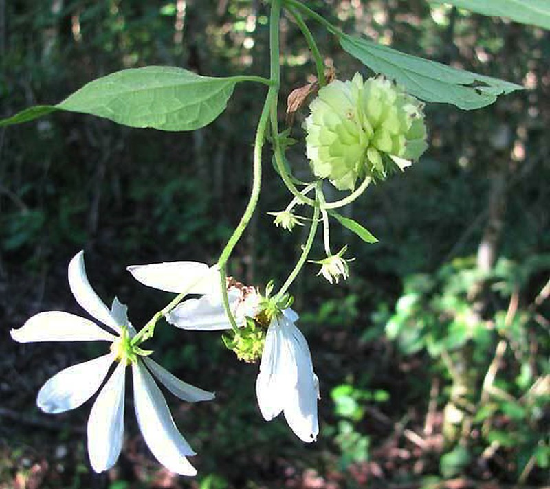 Montanoa atriplicifolia