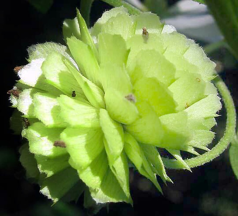 Montanoa atriplicifolia photo 2