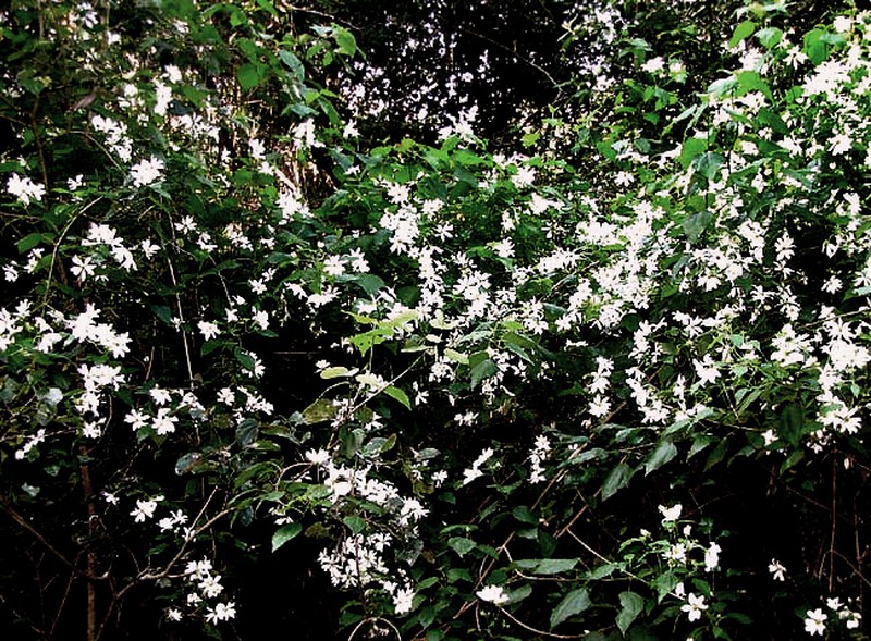 Montanoa atriplicifolia photo 3