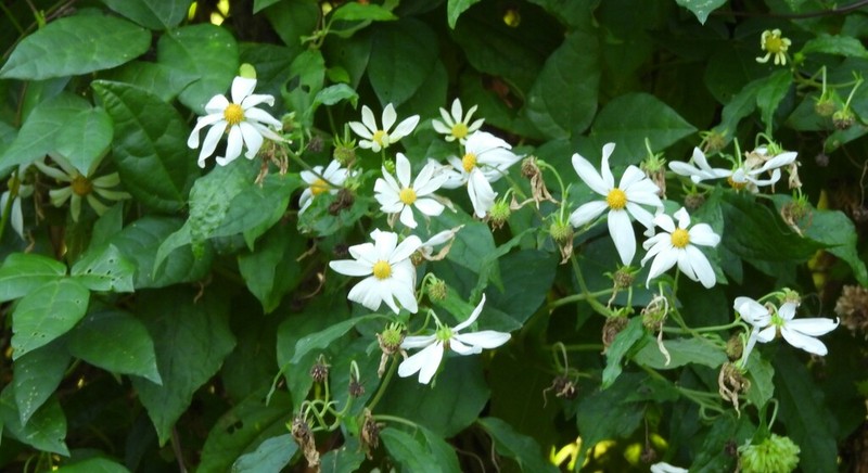 Montanoa atriplicifolia photo 4