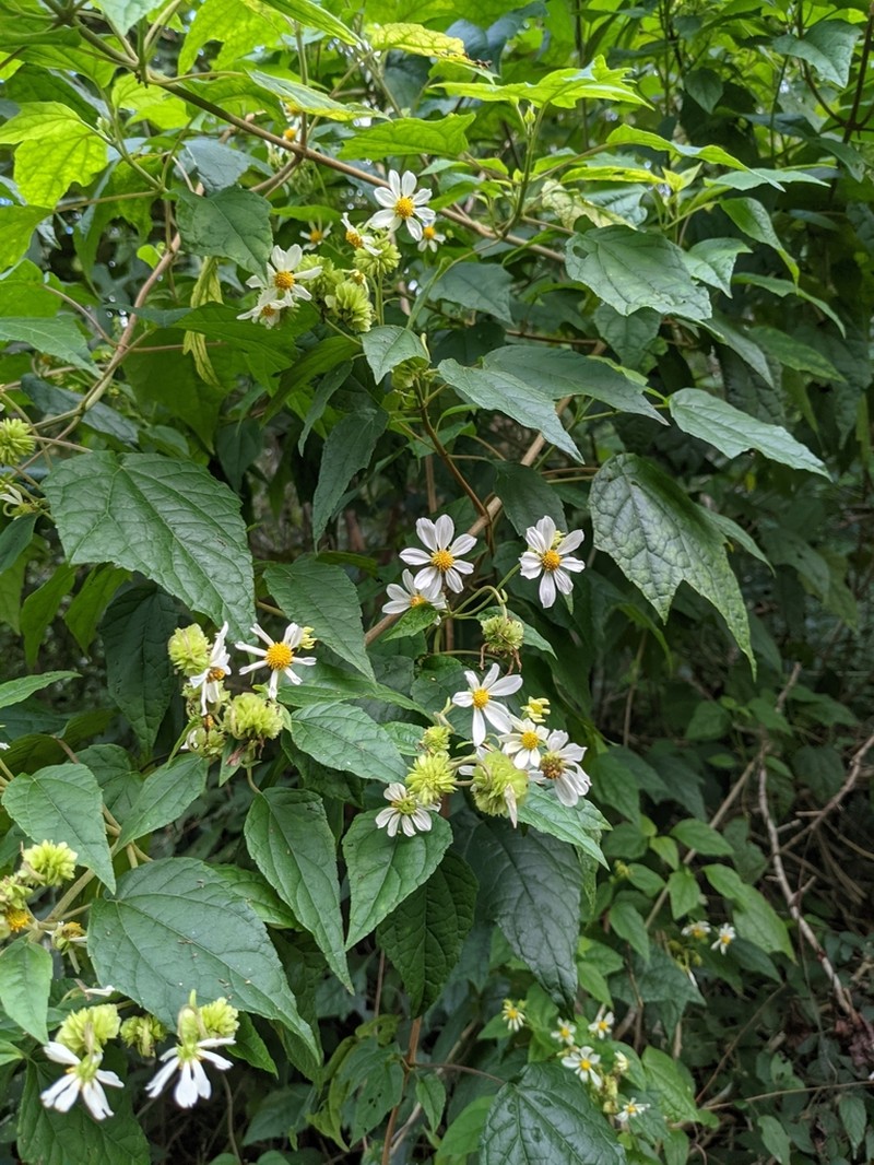 Montanoa atriplicifolia photo 6