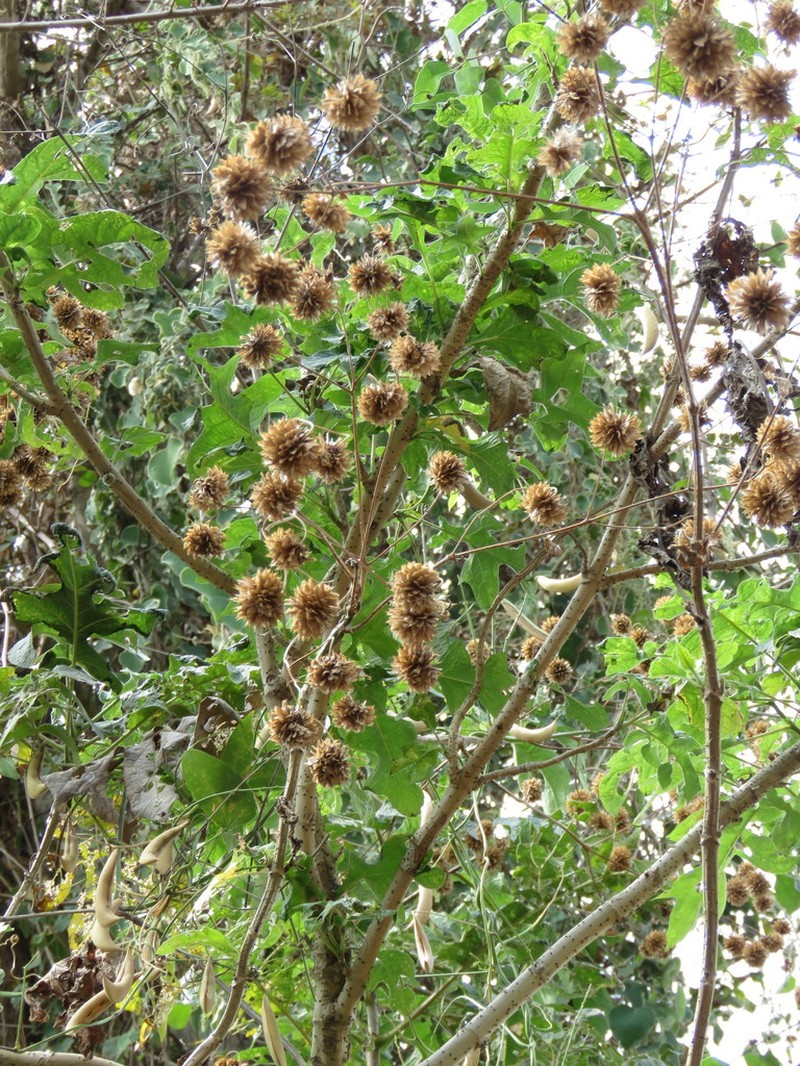Montanoa bipinnatifida