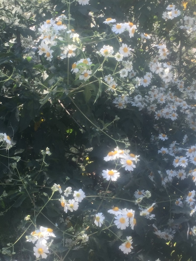 Montanoa bipinnatifida photo 2