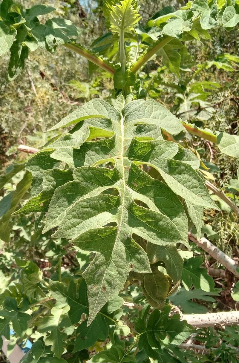 Montanoa bipinnatifida photo 3