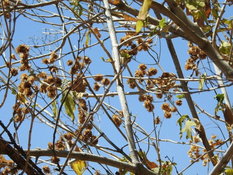Montanoa bipinnatifida photo 4