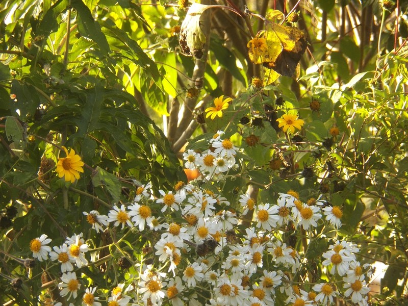 Montanoa bipinnatifida photo 5