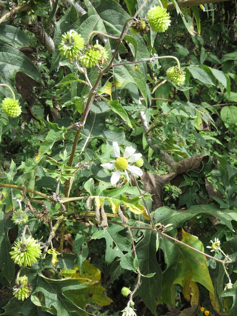 Montanoa bipinnatifida photo 6