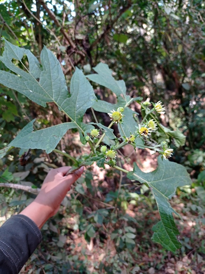 Montanoa bipinnatifida photo 7