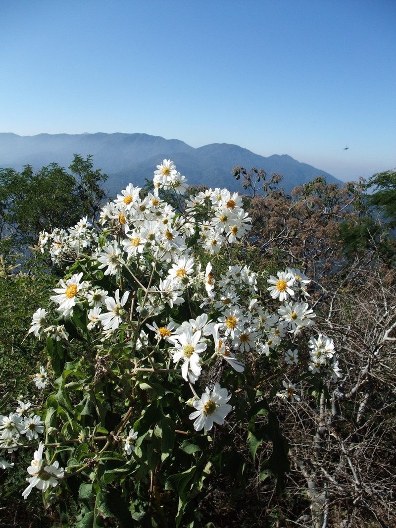 Montanoa bipinnatifida photo 8