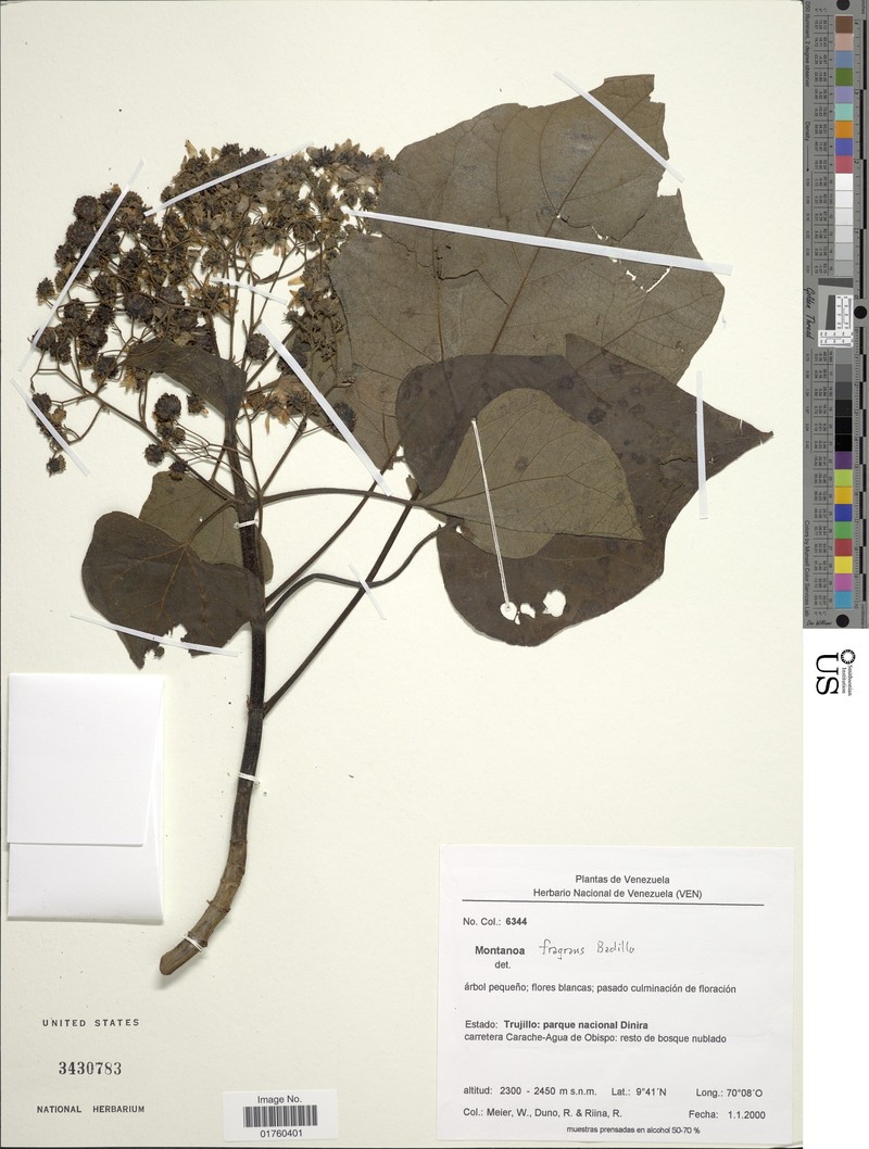 Montanoa fragrans