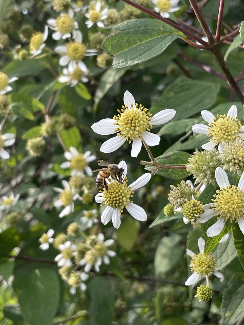 Montanoa frutescens