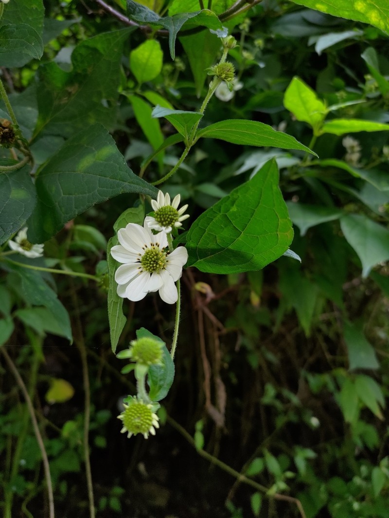Montanoa frutescens photo 2