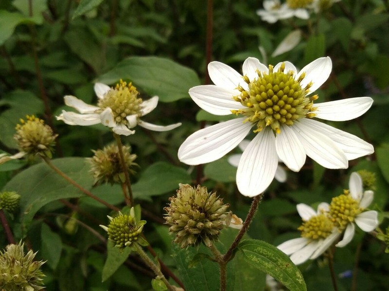 Montanoa frutescens photo 3