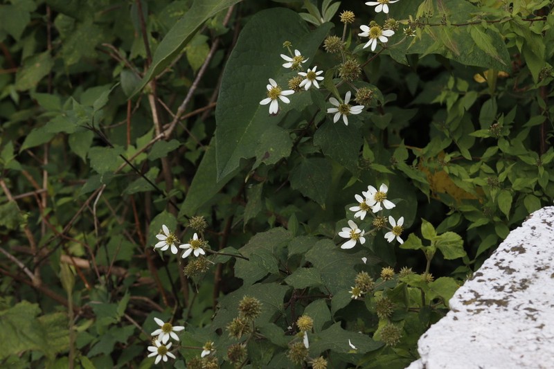 Montanoa frutescens photo 4