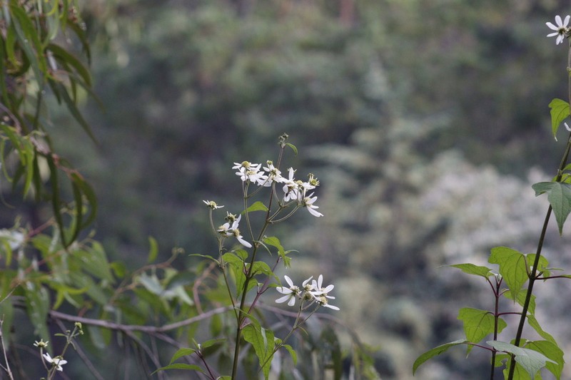 Montanoa frutescens photo 5