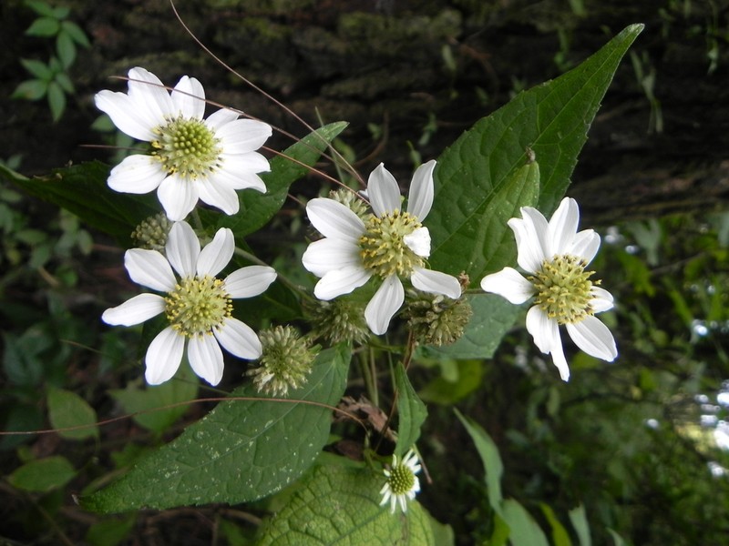 Montanoa frutescens photo 6