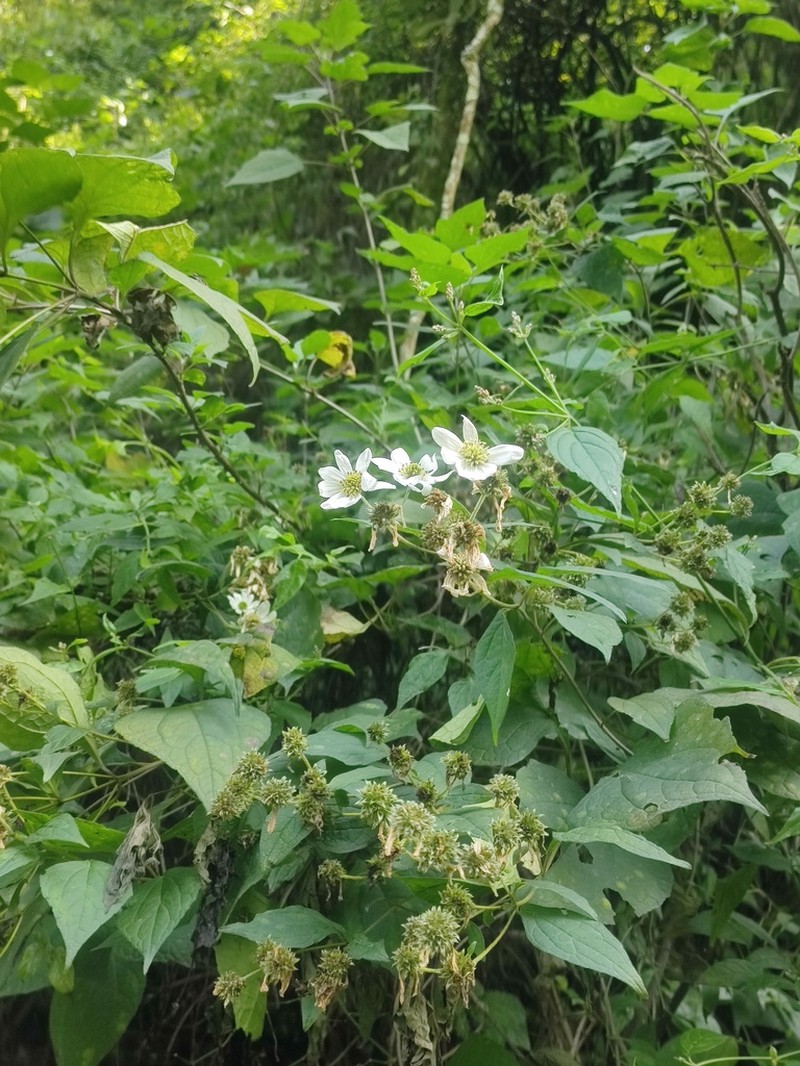 Montanoa frutescens photo 7