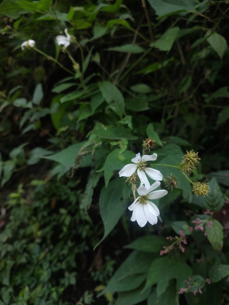 Montanoa frutescens photo 8