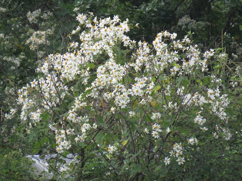Montanoa grandiflora